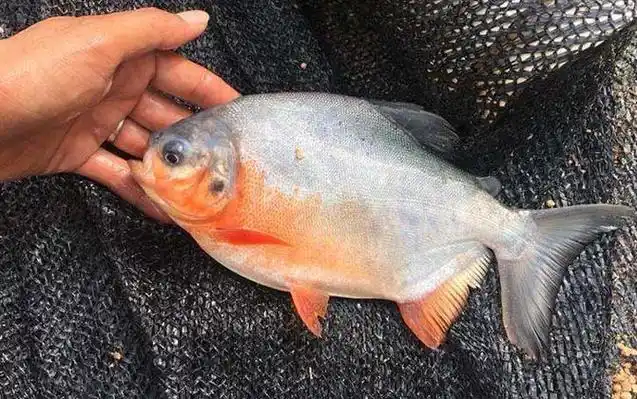 淡水白鲳吃什么食物