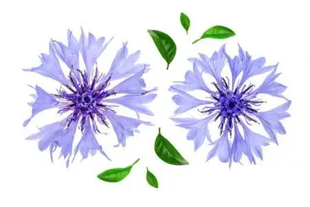 矢车菊在白色隔离在白色背景宏上隔离的蓝色矢车菊照片