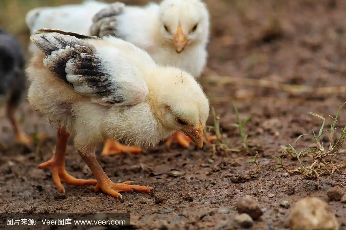 可爱的小鸡宝宝在吃虫子的壁纸