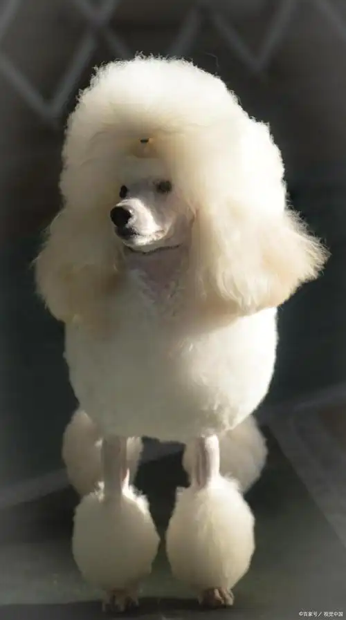 有这样一种狗,名字巨贵,饲养也巨贵