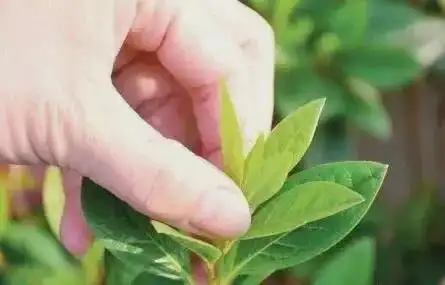 为什么要给植物摘心这么做的好处是什么