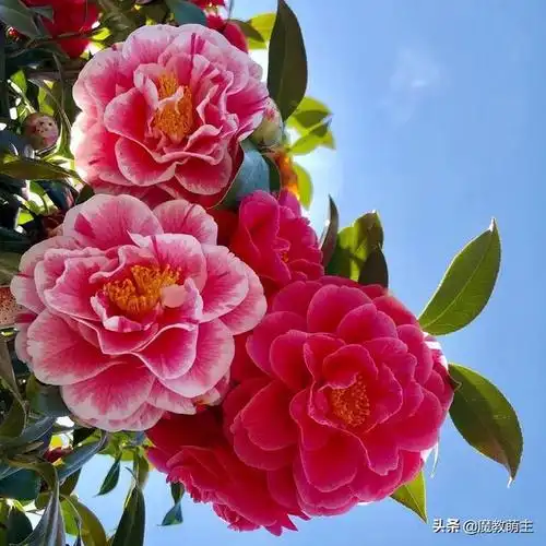 为什么有些中老年女人微信头像用花啊