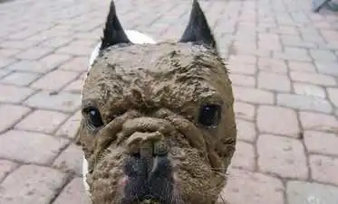 ▼一个被主人抓包的表情,哈士奇表情正常运转中!