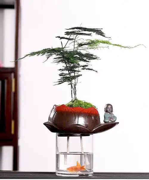 品质保证水培文竹盆栽植物水养绿植办公室内好养花卉客厅桌面四季常青