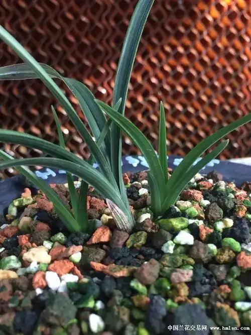 王氏素荷上双龙了-蕙兰篇-中国兰花交易网社区