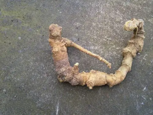 竹鞭三七又名竹根三七,罗汉三七,峨三七,竹节人参.