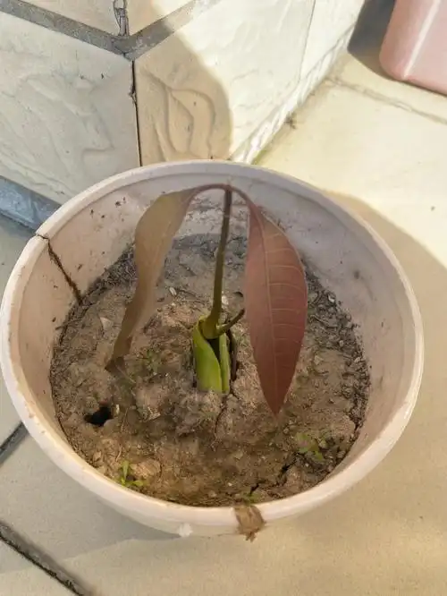 把一颗吃完的芒果核捡来取出种子,先放水里泡,泡到发芽,再种在土里