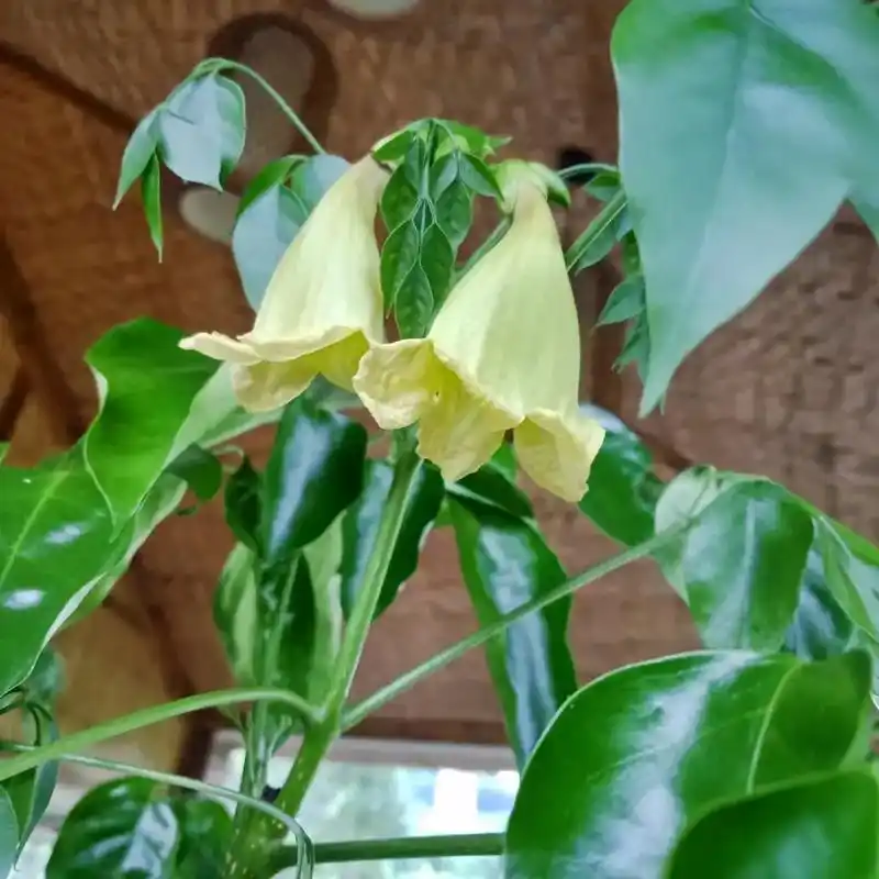 幸福树开花结果啦 !#幸福树 # - 抖音