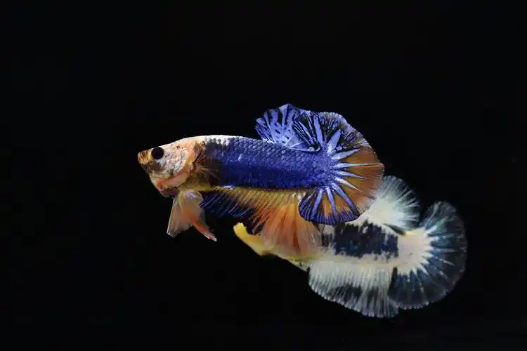 泰国斗鱼马尾狮王半月将军