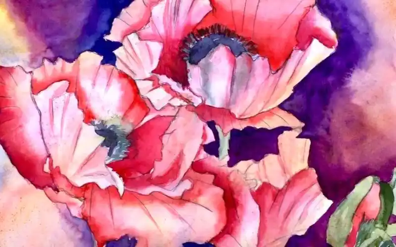 【水彩】罂粟花,绘画过程,水彩技法