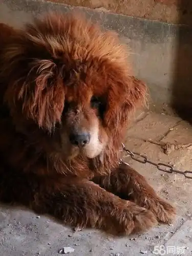 出售带肚40天的藏獒