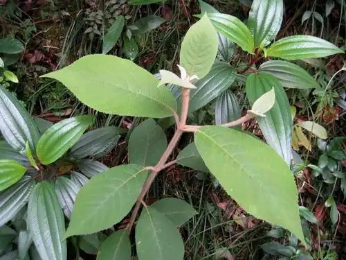 callicarpa loureiri 枇杷叶紫珠