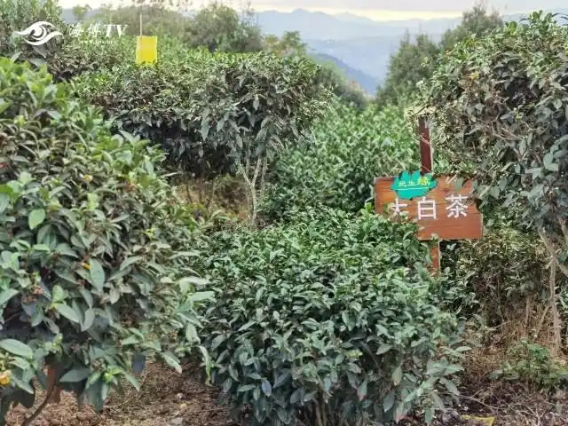 脱贫振兴看闽东 | 一片叶富一方人 福鼎白茶的扶贫力量