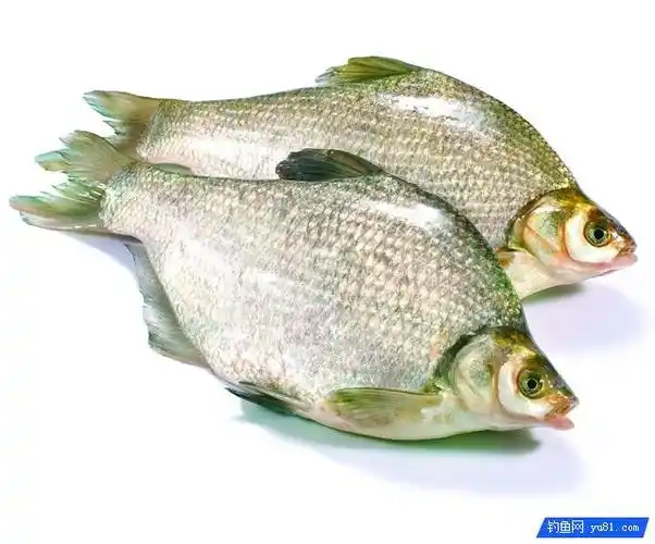 钓鳊鱼的5个实用技巧