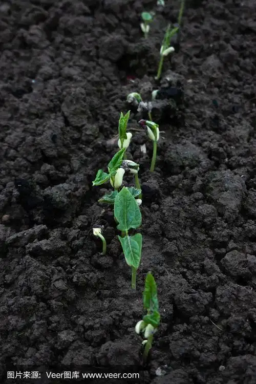 春天从土壤里种出豇豆苗