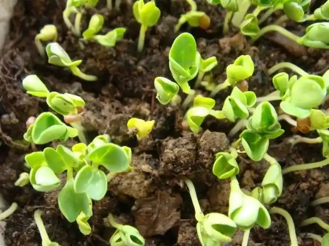 这是刚长出土的小白菜芽,白白胖胖很可爱的样子.