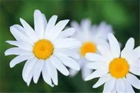 玛格烈菊 预言.