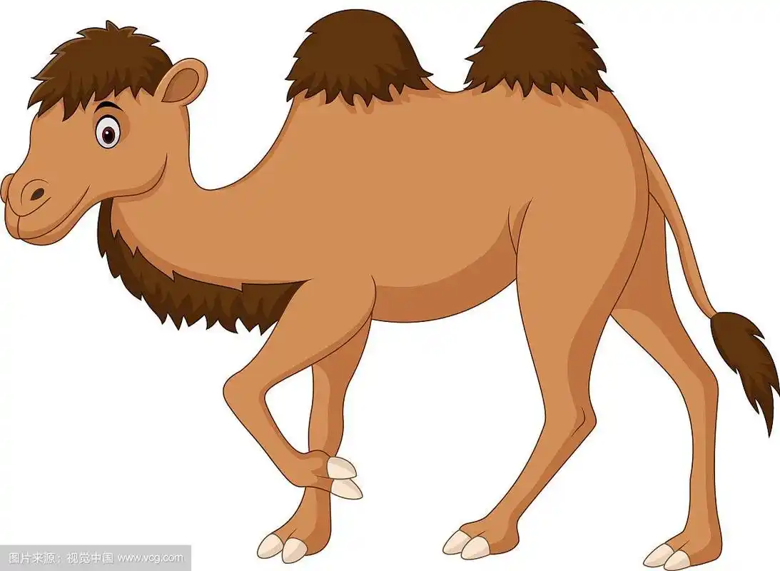 可爱的骆驼卡通孤立在白色的背景
