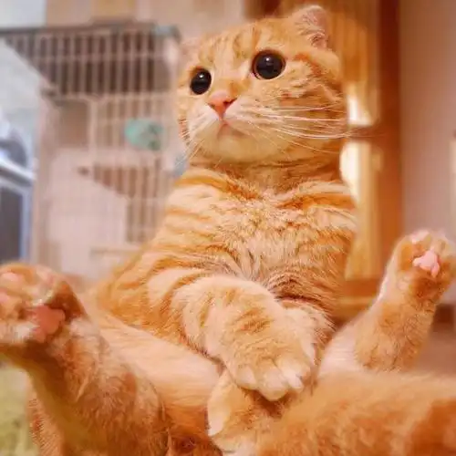 首页_图片大全_头像_呆萌可爱小动物头像图片_黄色小猫图片