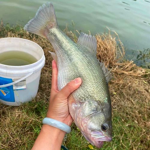 鲈鱼鱼苗淡水大口路亚苗优5号凶猛活体养殖鱼