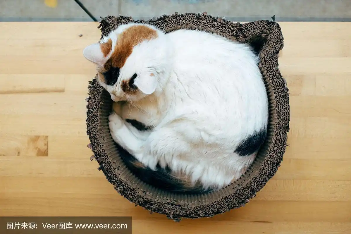 睡觉的猫蜷成一团