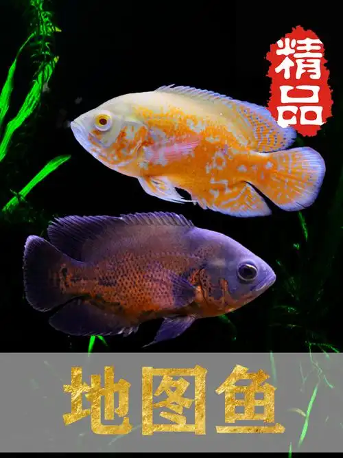 地图鱼 血麒麟 野图招财风水鱼中大型热带淡水观赏鱼活体 黑地图17-18