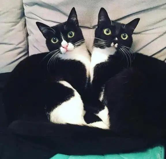 两只猫的动作表情神同步,画风真假难辨,猫影重重!