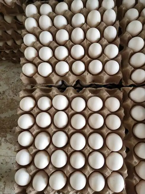 大量出售海兰白鸡蛋