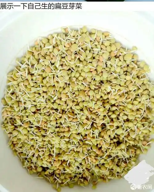 扁豆芽有机扁豆芽 量大免费代发货