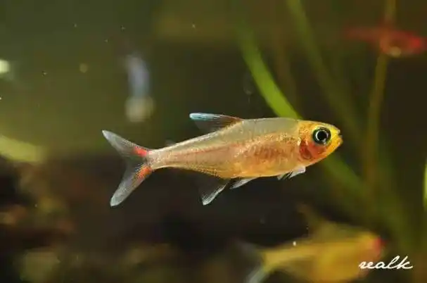 小型灯鱼大全(灯鱼是热带鱼吗) - 覅十月