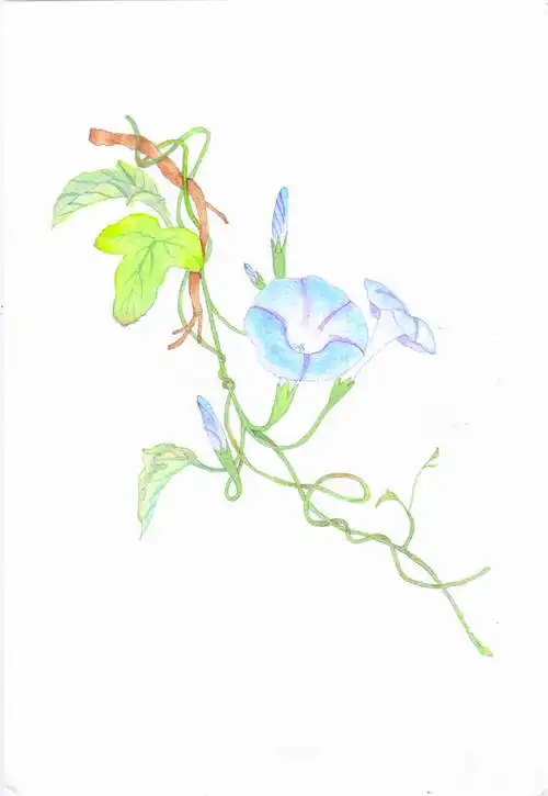 每周一画-牵牛花|插画|创作习作|橙花飞舞 - 临摹作品 - 站酷 (zcool)