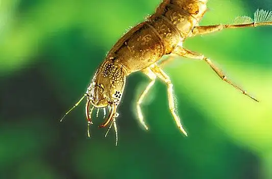 甲虫图片_甲虫图片大全_甲虫图片下载