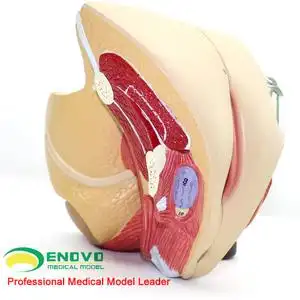 子宫模型妇产科解剖教学内外生殖妇产科医生培训医师上海器材标本教具