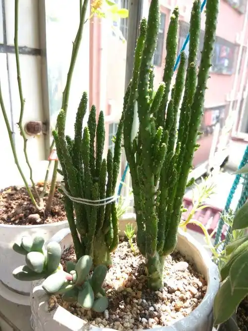 2017418多肉成长照片