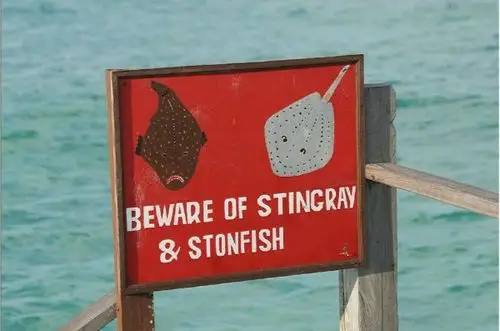 可怕的小鱼-碰不得 - 沙巴照片 by wx_xw | yododo 游多多