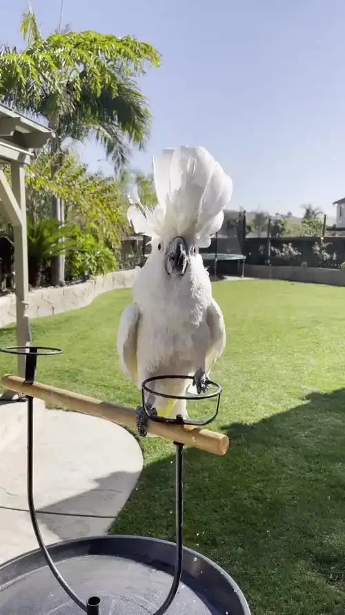 奉劝你们慎养这玩意儿0101鹦鹉雨伞巴丹