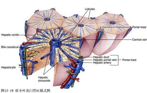 肝小叶的介绍