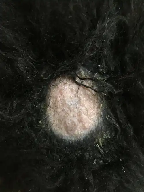 狗狗这是什么皮肤病!要怎么治疗!用了几次宠物店买的药都没用!求救