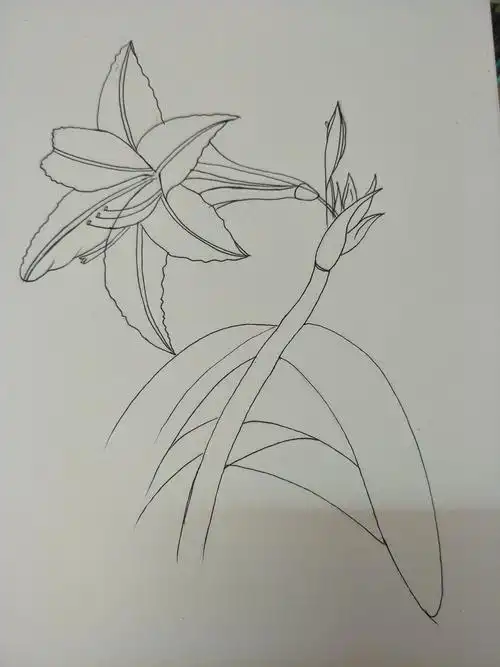 彩铅自学之朱顶红