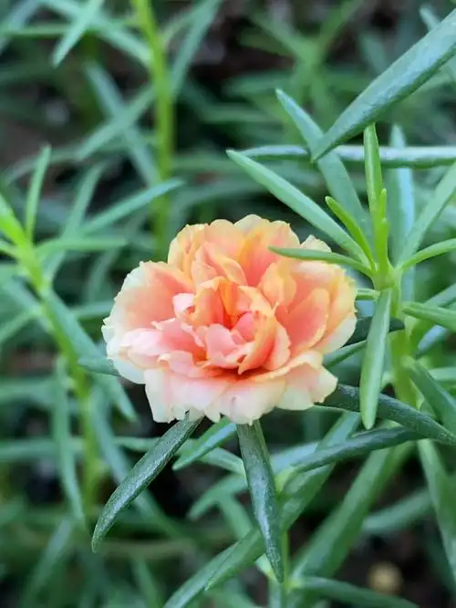 太阳花开了一朵橙色的