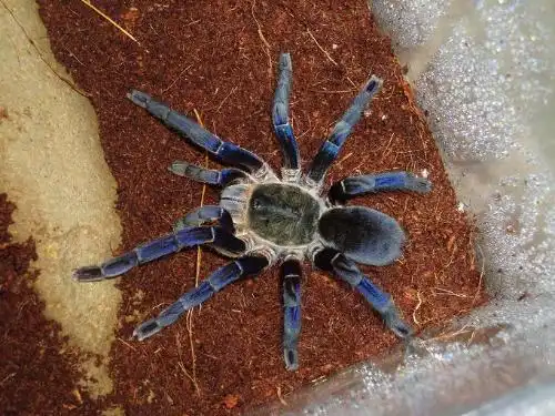 成体泰国金属蓝市价