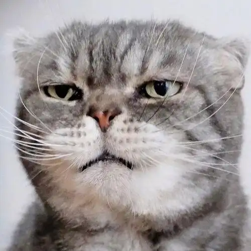 这只喵,眼神自带杀气,感觉每张都是表情包(ins:grumpy coco)