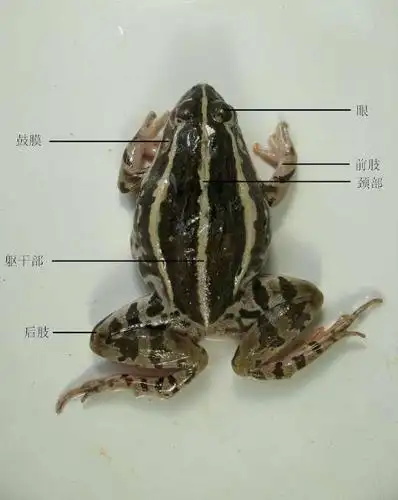 江西萍乡哪里有卖泽蛙种苗的