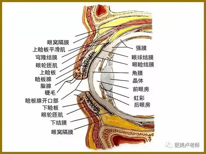 皮肤-提上睑肌腱膜-皮肤固定技术重建手术缝合还有很多方法,沿设计线