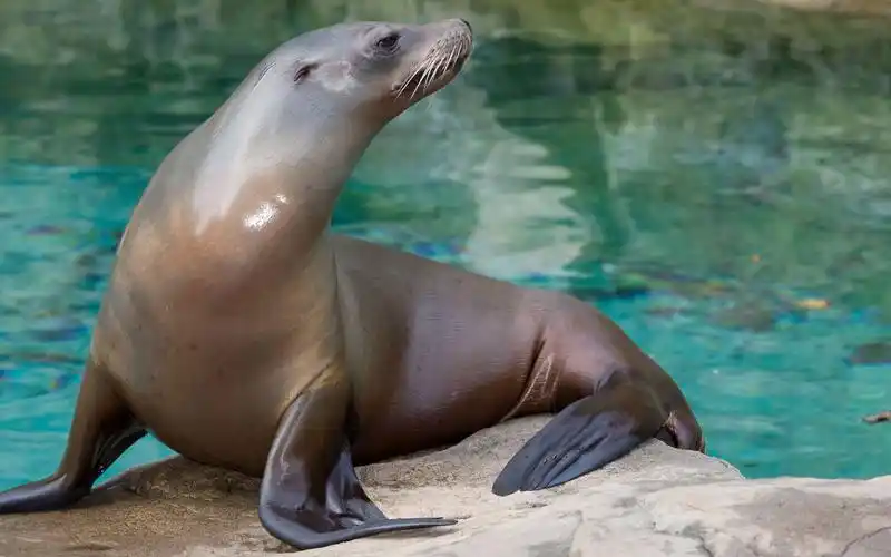 【动物园之星】顶尖水平的加州海狮展区
