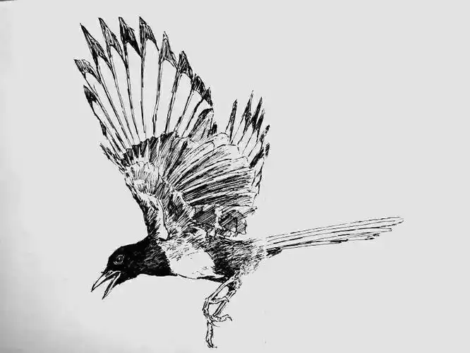 和红伟笔下的千姿百态喜鹊写生(之一)一一一(副本)