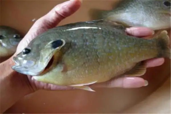 太阳鱼为什么不能多吃吃太多可能导致过敏营养过剩