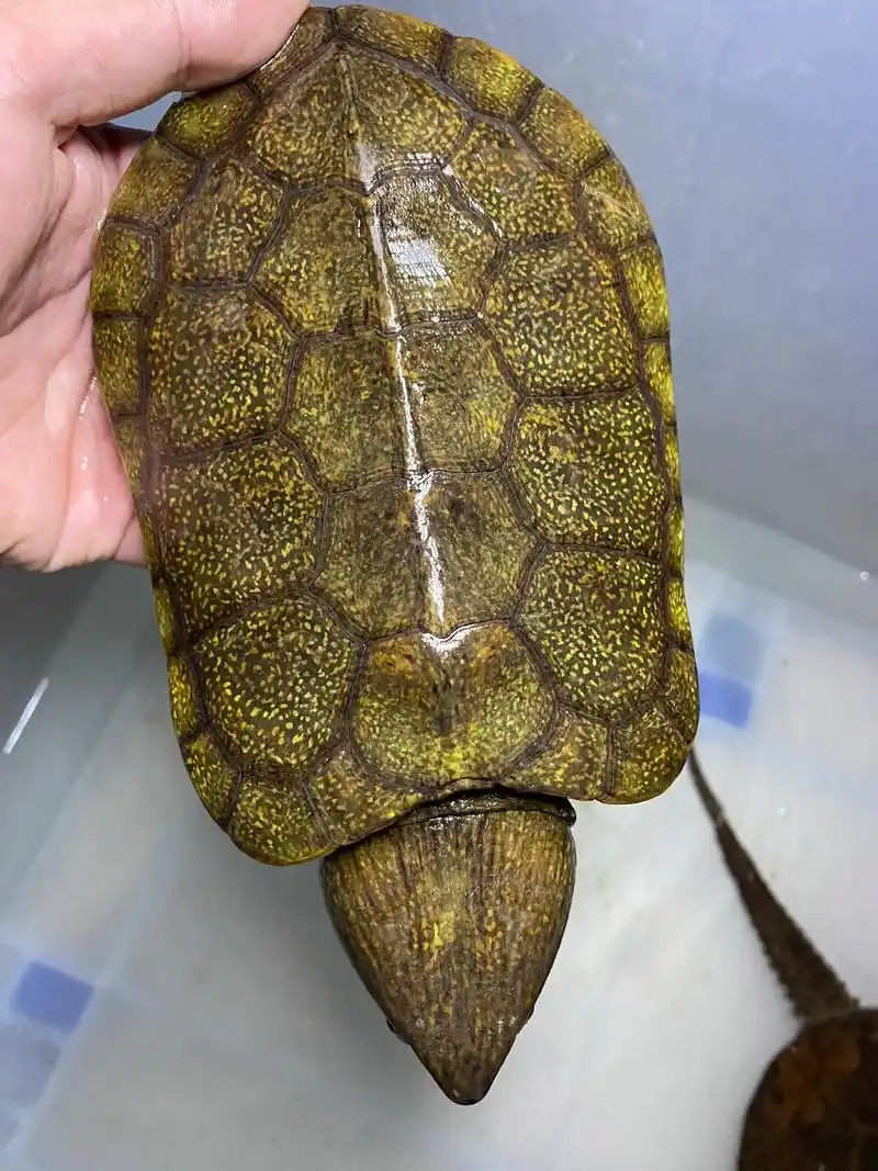 养龟人 #养龟日常 #人工繁育养殖鹰嘴龟 - 抖音