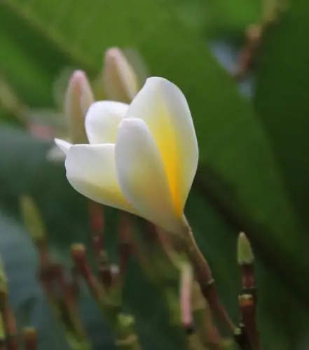 【鸡蛋花摄影图片】生态摄影_云山独行_太平洋电脑网摄影部落