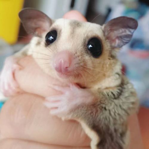 采缇网红蜜袋鼯幼体活宠可爱超萌小飞鼠会滑翔疫苗齐全包活到家带粮食
